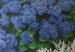 Flossflower Seeds