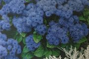 Flossflower Seeds