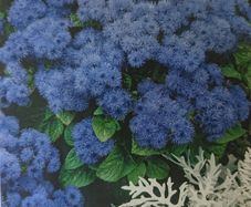 Flossflower Seeds