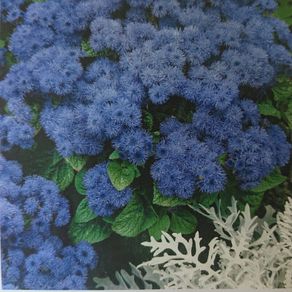 Flossflower Seeds