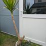 Yucca elephantipes Image 2