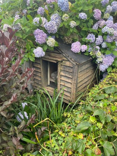 Dog House