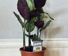 Calathea White Star in 14cm pot and 50cm in height
