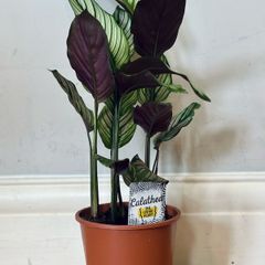 Calathea White Star in 14cm pot and 50cm in height