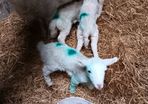 Pet lambs