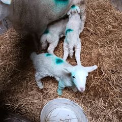Pet lambs