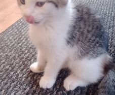 Kitten