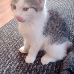 Kitten