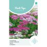 (Y) HT Achillea, Yarrow Cerise Queen 0.08g (524908) Image 2