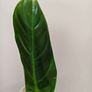 No.2 Philodendron Subhastatum Variegated Image 4