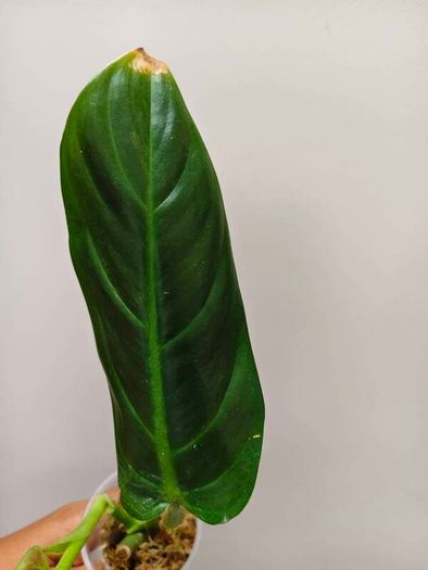 No.2 Philodendron Subhastatum Variegated