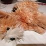 Keel Toys "Honey" Terrier Dog Soft Toy Plush Image 7