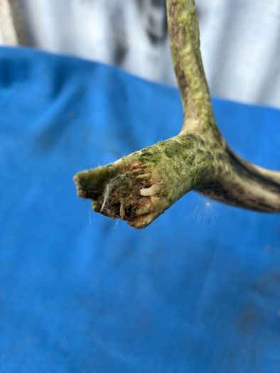 Deer skull and horns