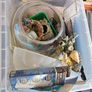 Fish Tank, cleaning bowl, ideal starter pack Image 9