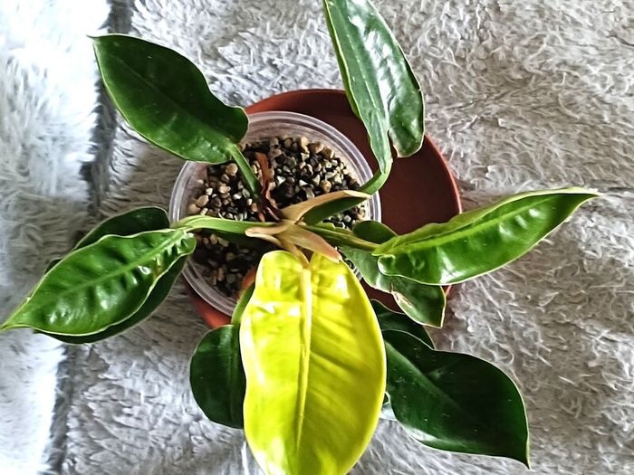 Philodendron - Moonlight, photos edit