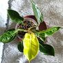 Philodendron - Moonlight, photos edit Image 7