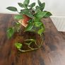 Golden pathos house plant Image 2