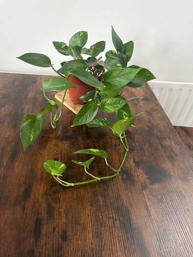 Golden pathos house plant