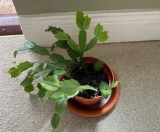 christmas cactus plant