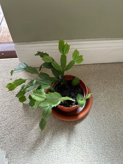 christmas cactus plant