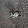 Bluey small toy bundle Image 5
