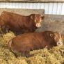 Bulls Image 4