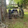 massey tvo 20 Image 2