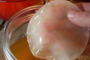 Healthy Kombucha scoby and starter liquid