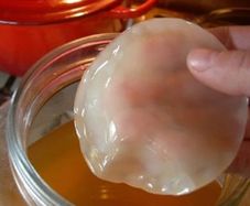Healthy Kombucha scoby and starter liquid