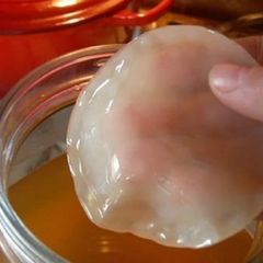 Healthy Kombucha scoby and starter liquid