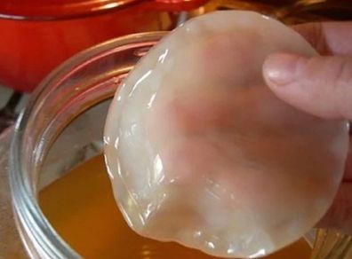 Healthy Kombucha scoby and starter liquid