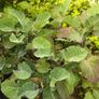 Tree cabbage plant Image 2