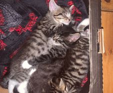 little kitten