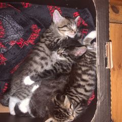 little kitten