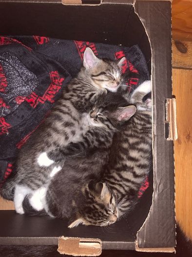 little kitten
