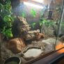 Reptile Vivarium Image 3
