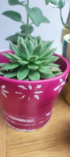 Indoor Plants