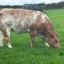 In Calf Heifers Sept 26th Ballinasloe Mart Image 9
