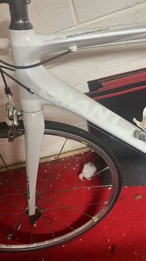 White Road Bike