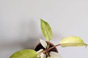 Philodendron Snowdrift Plant