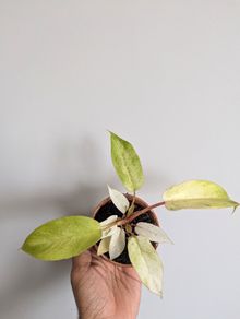 Philodendron Snowdrift Plant