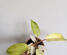 Philodendron Snowdrift Plant