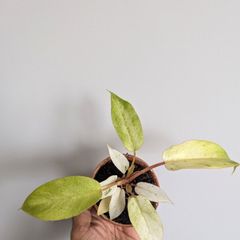 Philodendron Snowdrift Plant