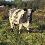 x20 heifers for sale at Ballymahon Mart Image 8