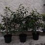 20 Mature Portuguese Laurels in 5l Pots Image 2
