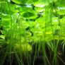 Duckweed 500pcs + Amazon Frogbit 10pcs absorbs nitrogen (aquarium- pond) Image 4