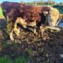 Hereford bulls Image 2