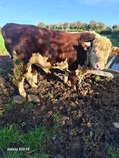 Hereford bulls