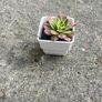 plant Image 2
