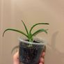 aloe vera plant Image 2